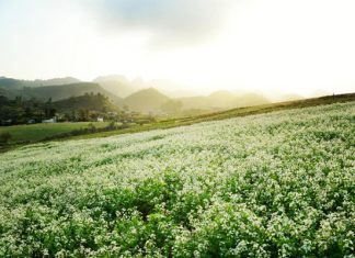 Chia sẻ kinh nghiệm du lịch Mộc Châu mùa thu cùng những điểm đến tuyệt đẹp Chia sẻ kinh nghiệm du lịch Mộc Châu mùa thu cùng những điểm đến tuyệt đẹp